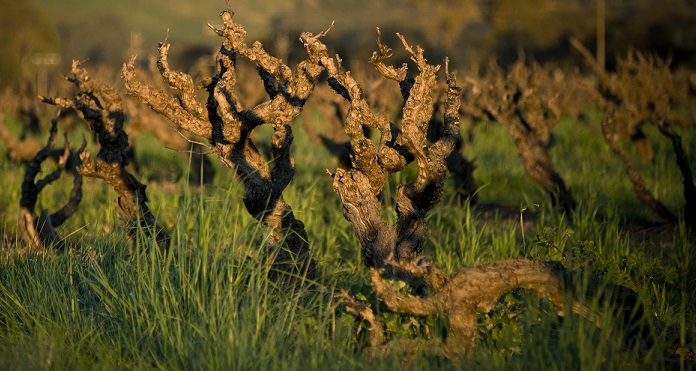 Turkey Flat Grenache Old Vine - resize